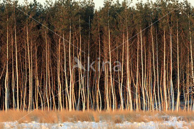 Scots Pine (Pinus sylvestris)