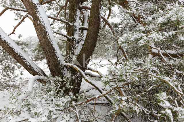 Grove den (Pinus sylvestris)