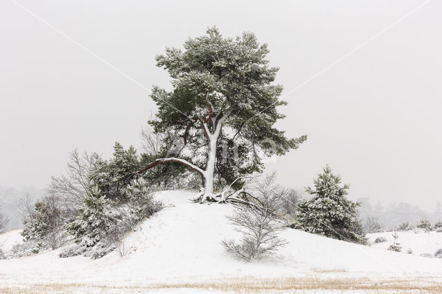 Grove den (Pinus sylvestris)