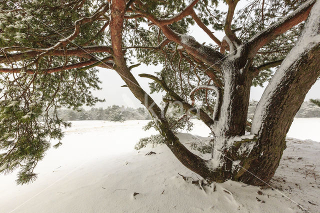 Grove den (Pinus sylvestris)