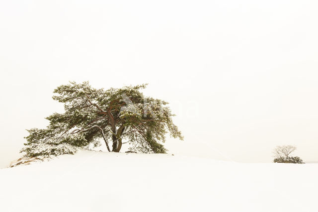 Grove den (Pinus sylvestris)