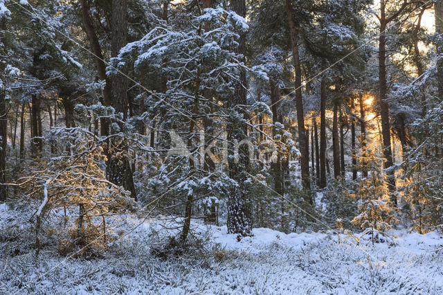 Scots Pine (Pinus sylvestris)