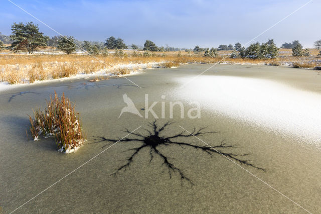 Grove den (Pinus sylvestris)