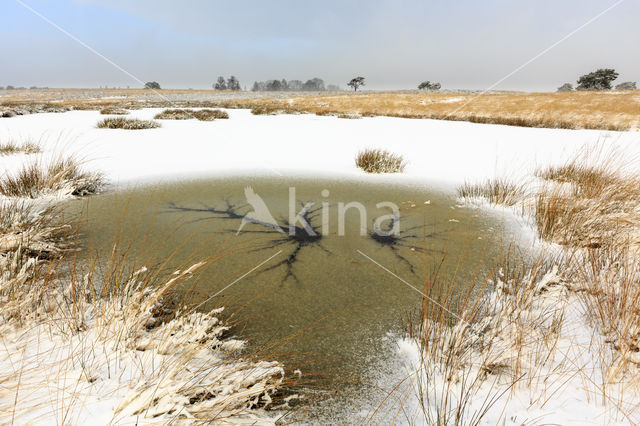 Grove den (Pinus sylvestris)