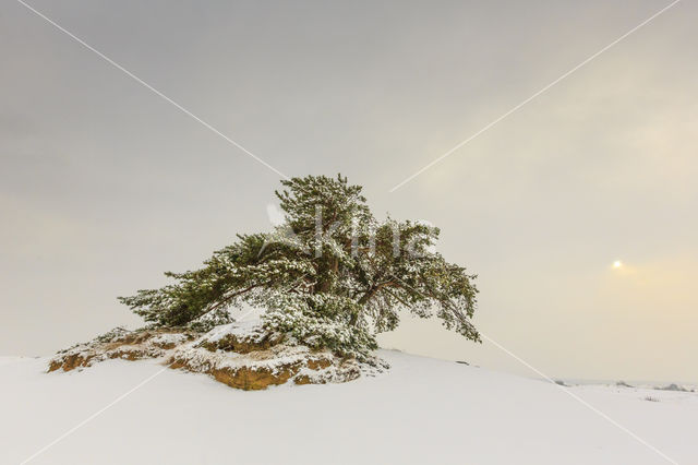 Grove den (Pinus sylvestris)