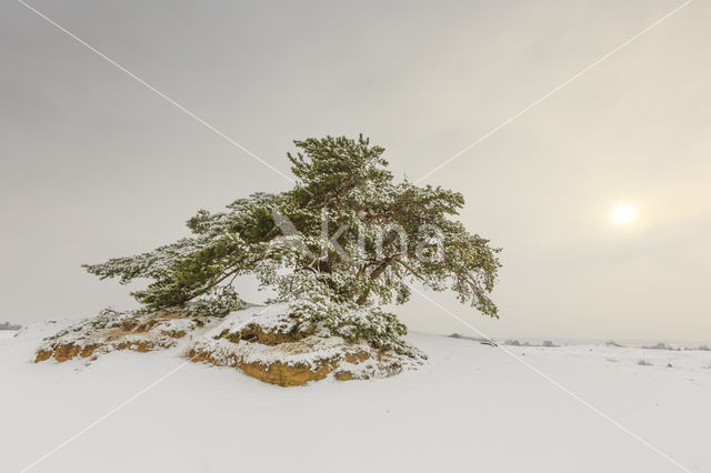 Scots Pine (Pinus sylvestris)