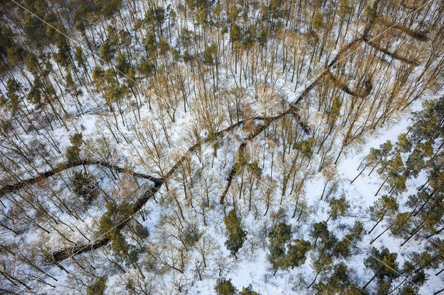 Grove den (Pinus sylvestris)