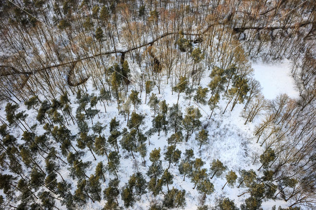 Scots Pine (Pinus sylvestris)