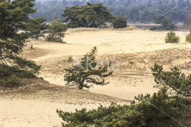 Scots Pine (Pinus sylvestris)