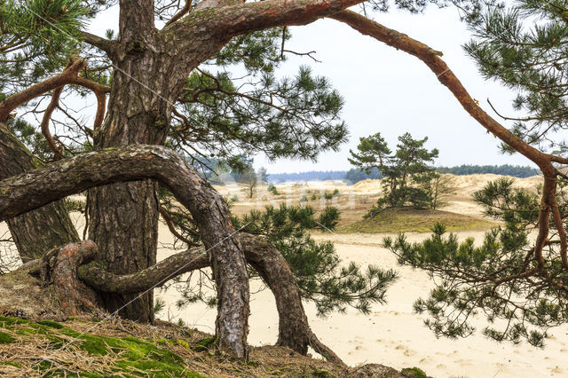 Scots Pine (Pinus sylvestris)