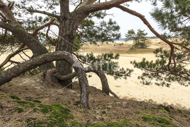 Grove den (Pinus sylvestris)