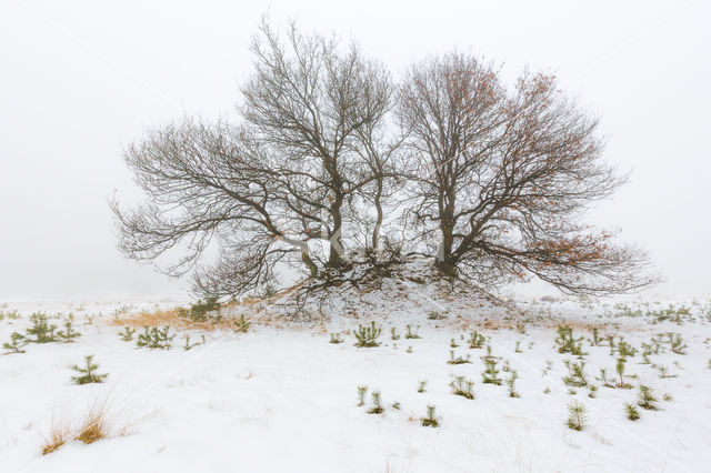 Grove den (Pinus sylvestris)