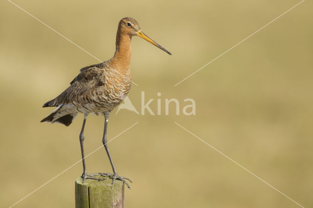 Grutto (Limosa limosa)