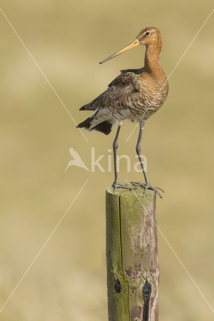 Grutto (Limosa limosa)