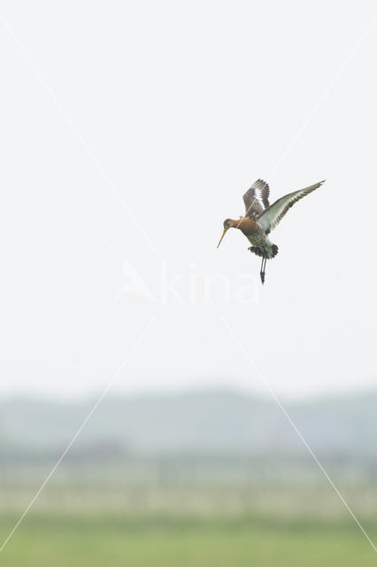 Grutto (Limosa limosa)