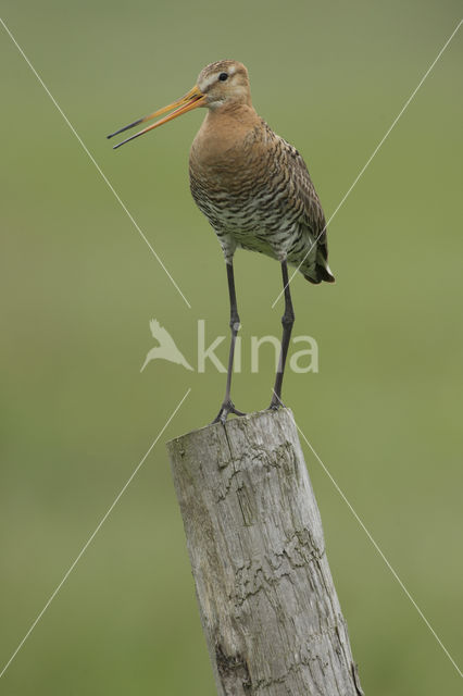 Grutto (Limosa limosa)