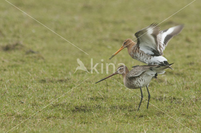 Grutto (Limosa limosa)