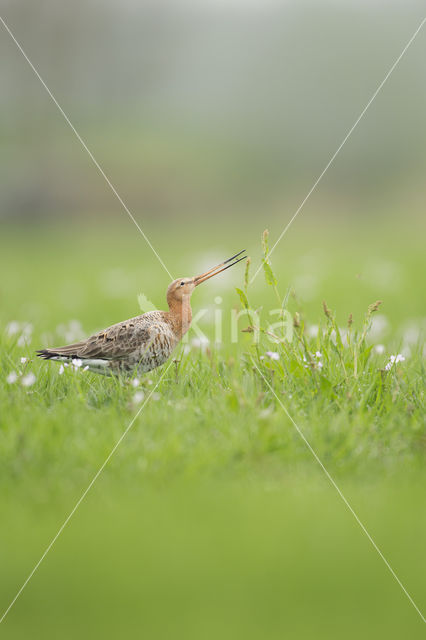 Grutto (Limosa limosa)