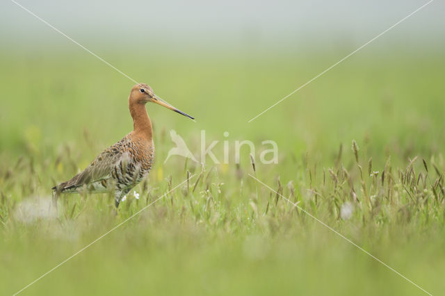 Grutto (Limosa limosa)