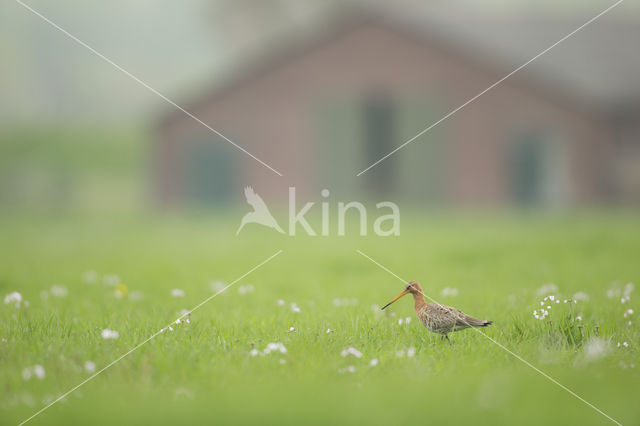 Grutto (Limosa limosa)