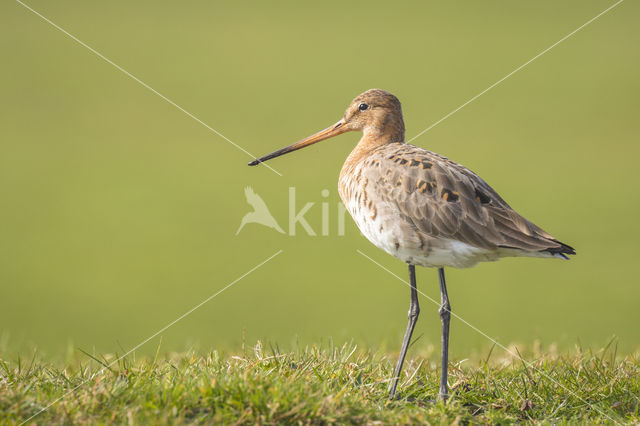 Black-tailed Godwit (Limosa limosa)