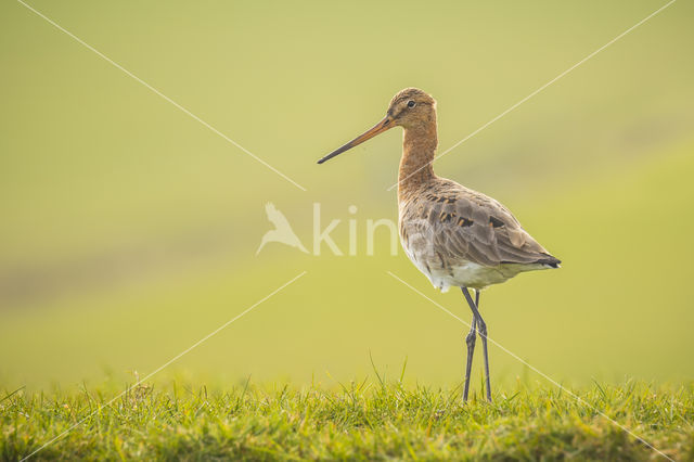 Grutto (Limosa limosa)