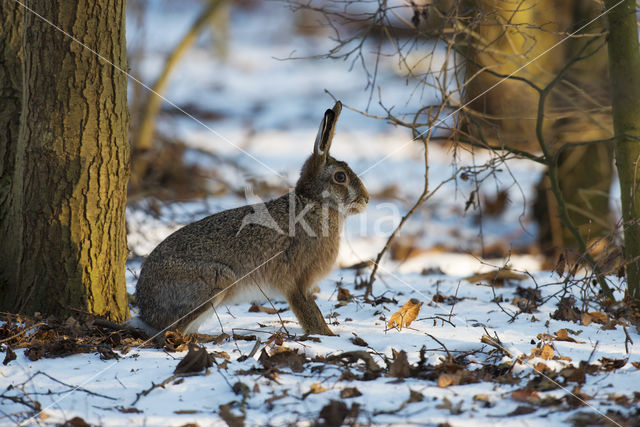 Brown Hare (Lepus europaeus)