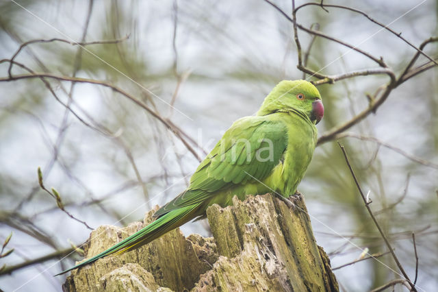 Rose-ringed Parakeet (Psittacula krameri)