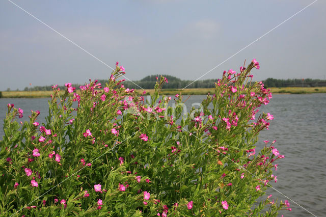 Harig wilgeroosje (Epilobium hirsutum)