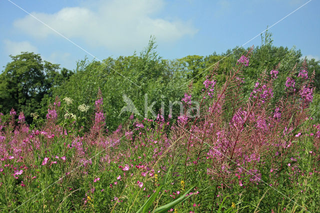 Harig wilgeroosje (Epilobium hirsutum)