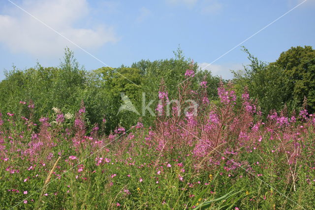 Harig wilgeroosje (Epilobium hirsutum)