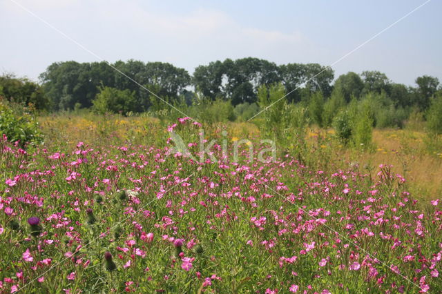 Harig wilgeroosje (Epilobium hirsutum)