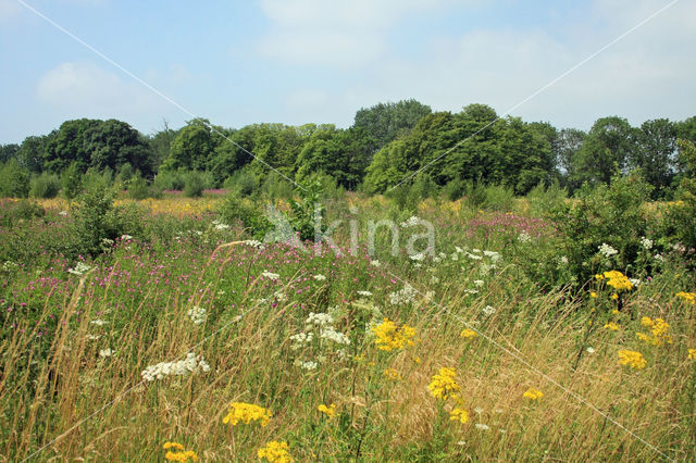 Great Hairy Willowherb (Epilobium hirsutum)