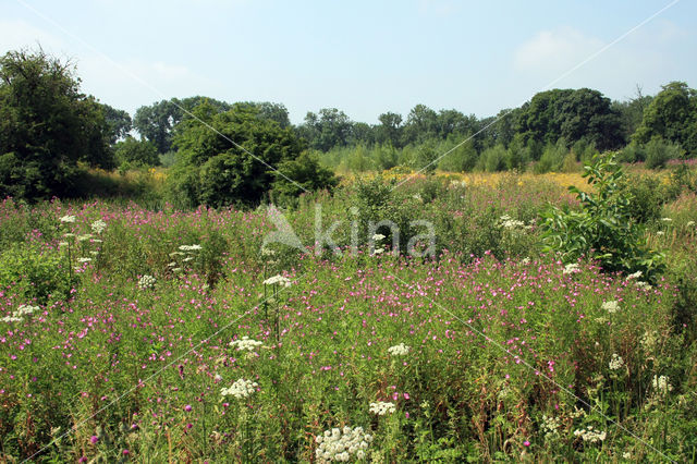 Harig wilgeroosje (Epilobium hirsutum)