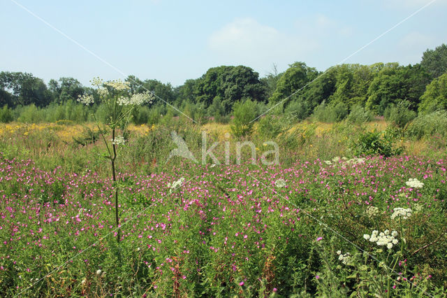 Harig wilgeroosje (Epilobium hirsutum)