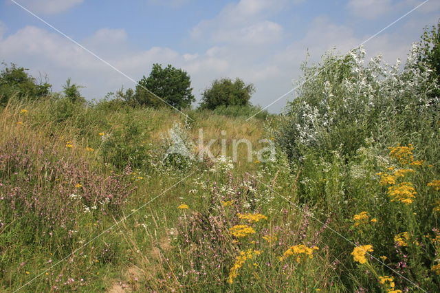 Harig wilgeroosje (Epilobium hirsutum)