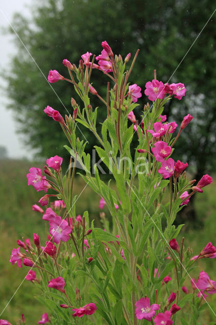 Harig wilgeroosje (Epilobium hirsutum)