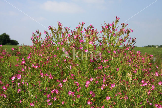 Harig wilgeroosje (Epilobium hirsutum)