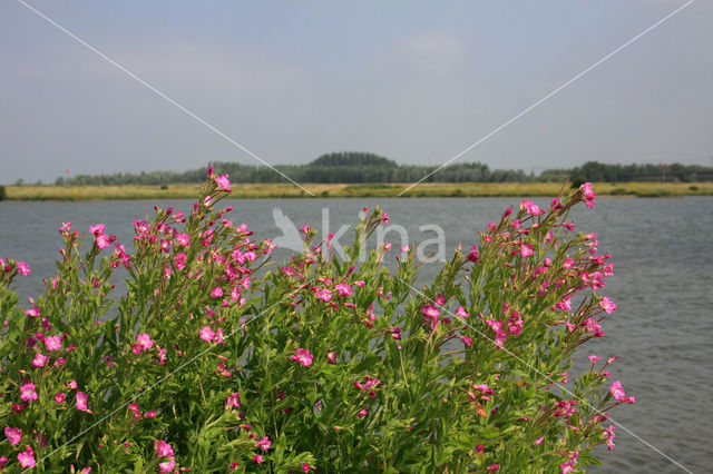 Harig wilgeroosje (Epilobium hirsutum)