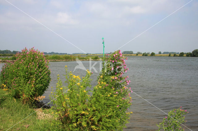 Harig wilgeroosje (Epilobium hirsutum)