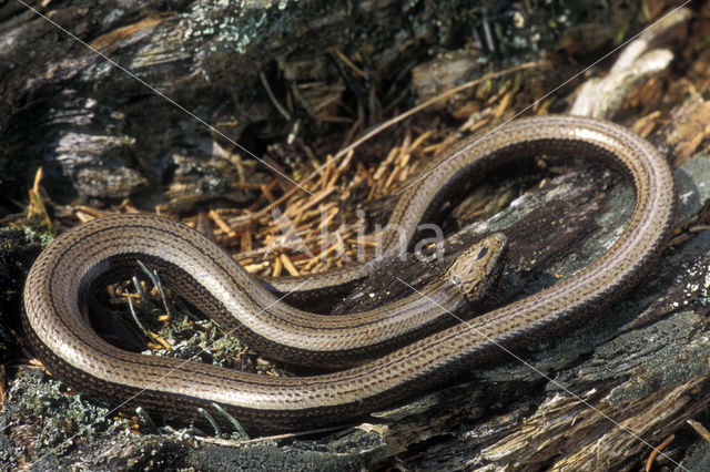 Hazelworm (Anguis fragilis)