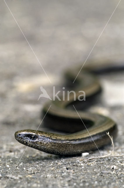 Slow Worm (Anguis fragilis)