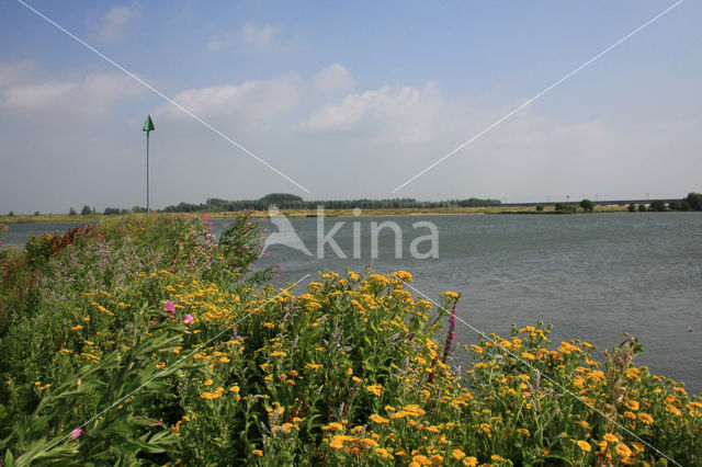 Common Fleabane (Pulicaria dysenterica)