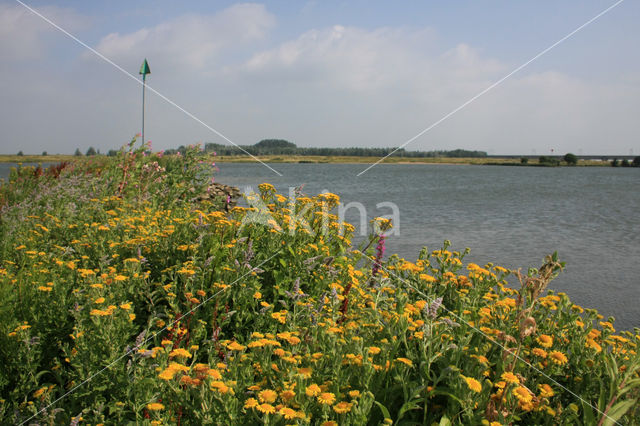 Common Fleabane (Pulicaria dysenterica)