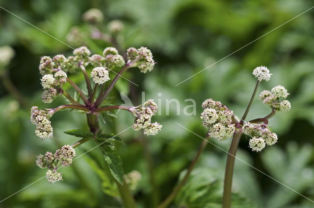 Heelkruid (Sanicula europaea)