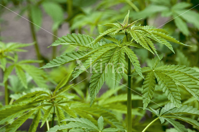 Hennep (Cannabis sativa)
