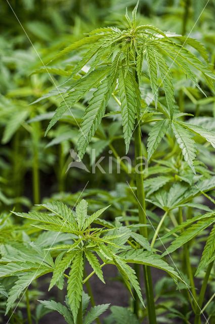 Hennep (Cannabis sativa)