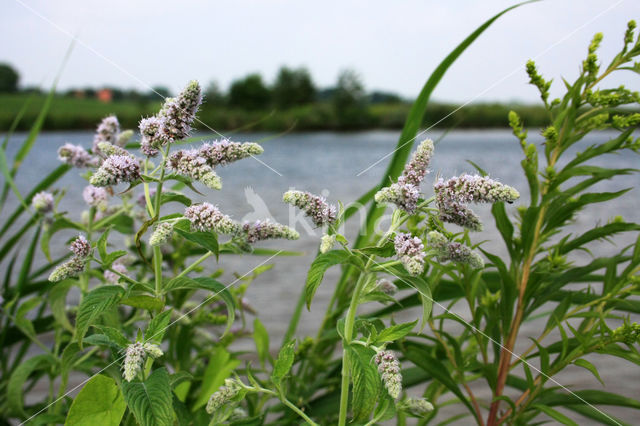 Hertsmunt (Mentha longifolia)