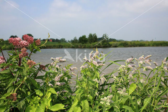 Hertsmunt (Mentha longifolia)