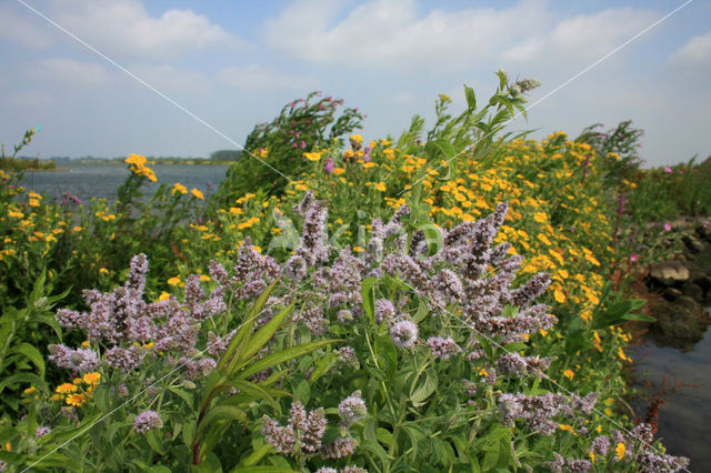 Hertsmunt (Mentha longifolia)